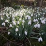 Snowdrops350